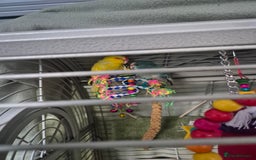 Parakeets birds for sale: 2 Kakarikis - Image 1