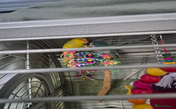 Parakeets birds - Advert 2