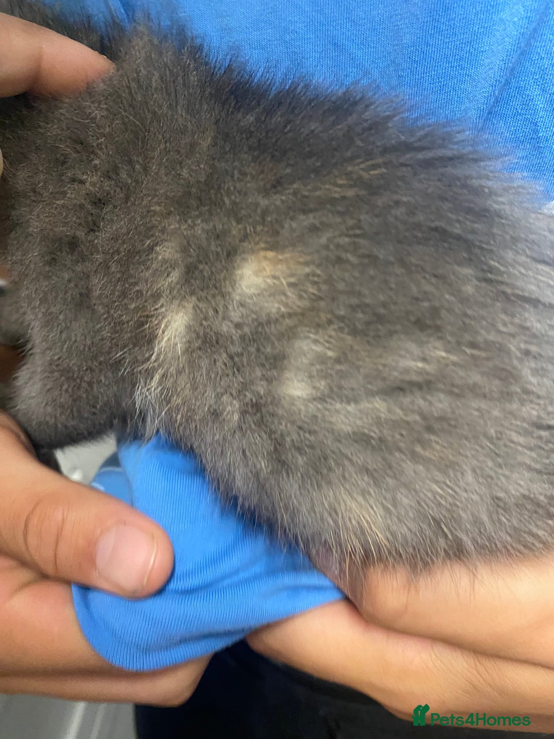 Domestic Shorthair cats for sale: Beautiful grey kittens - Image 15