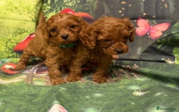 Cavapoo dogs for sale: Lovely litter of F1 Cavapoos - Advert 12