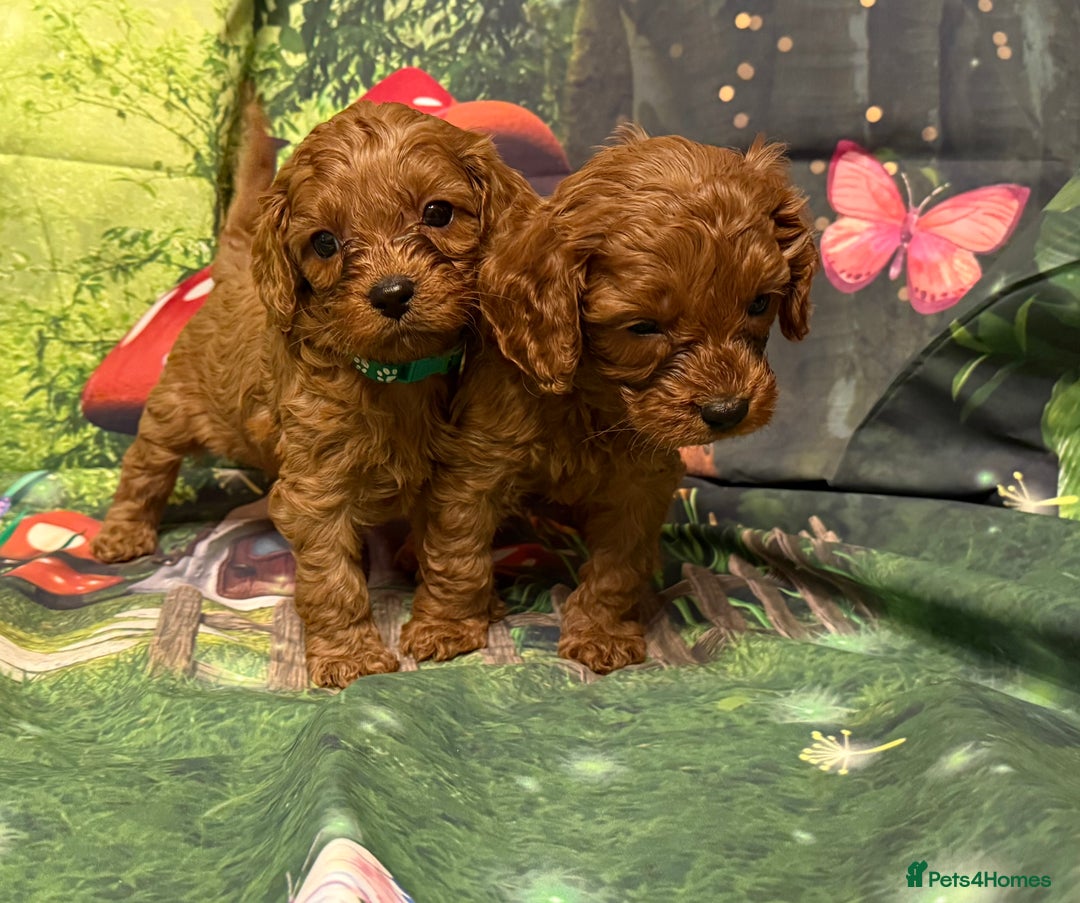 Cavapoo dogs for sale: Lovely litter of F1 Cavapoos - Advert 12