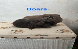 Guinea Pig rodents for sale: Lots of Guinea Pigs Always available!  - Image 2
