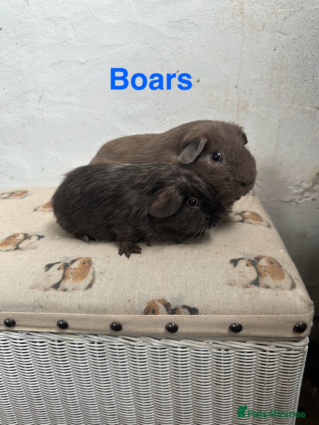 Guinea Pig rodents for sale: Lots of Guinea Pigs Always available!  - Image 2