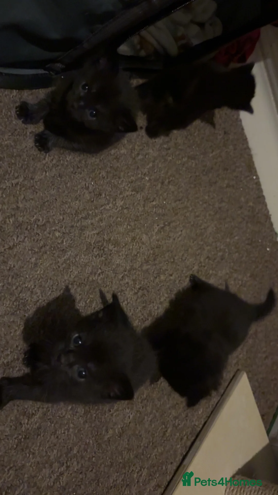 Domestic Shorthair cats for sale: Four black kittens  in Peterborough - Advert 2