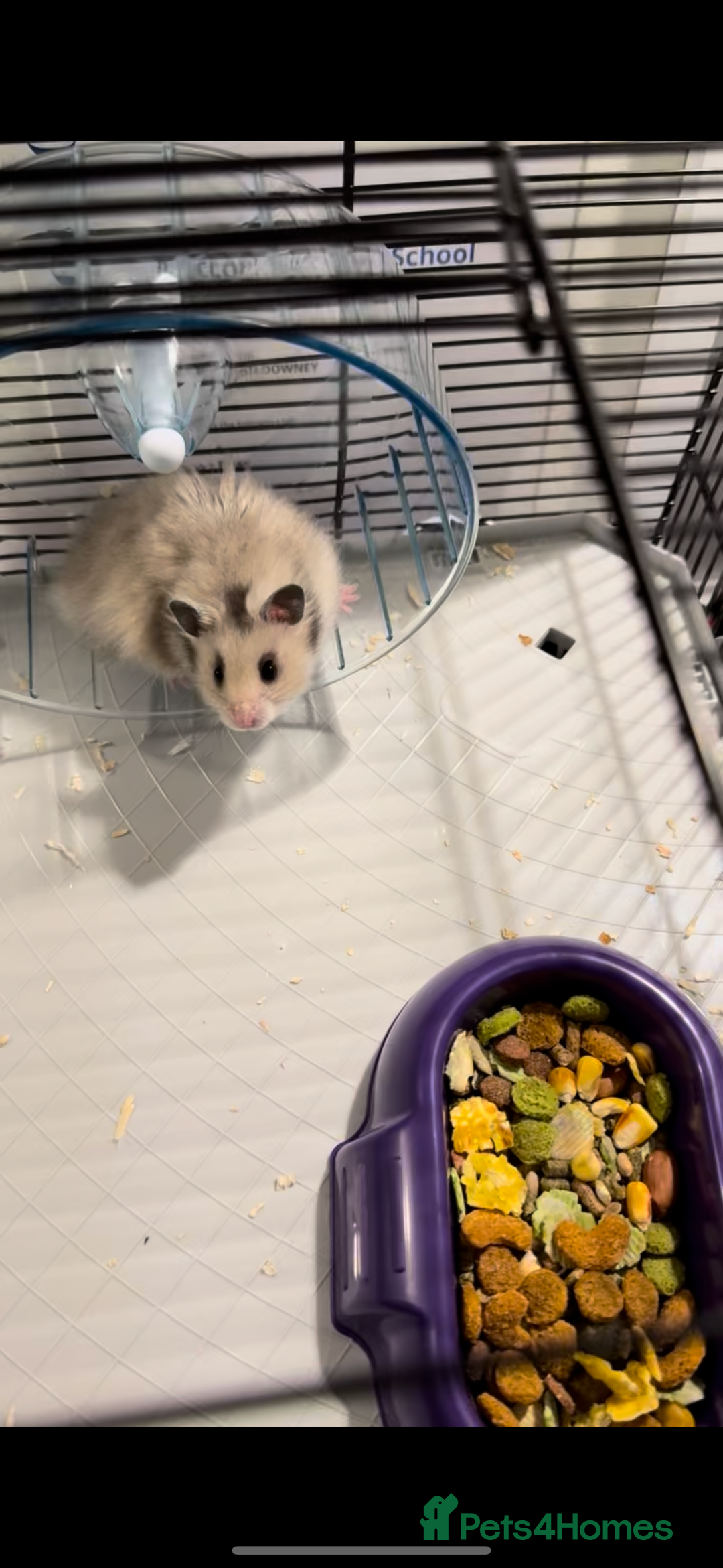 Hamster rodents for sale: 🐹 Syrian Hamster for Sale – Cage and Extras 🏡 - Image 4