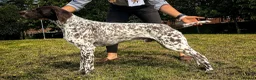 German Shorthaired Pointer dogs for sale: German shorthair pointer puppies - Advert 7