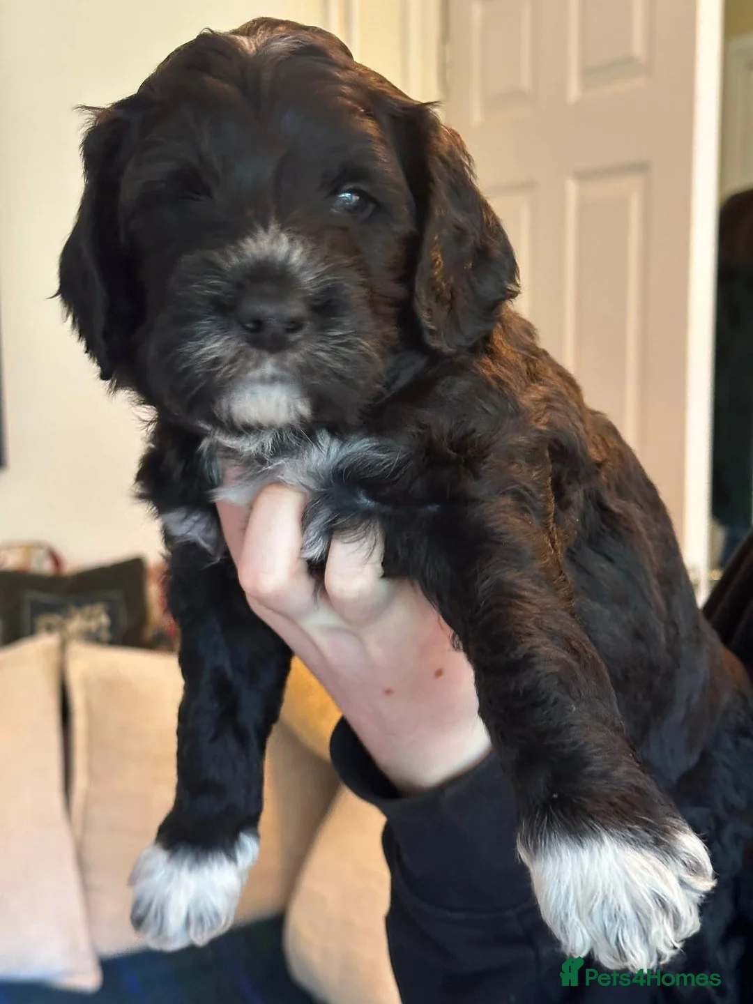 Goldendoodle dogs for stud: Exceptional Rare Colour GoldenDoodle Stud - Advert 9