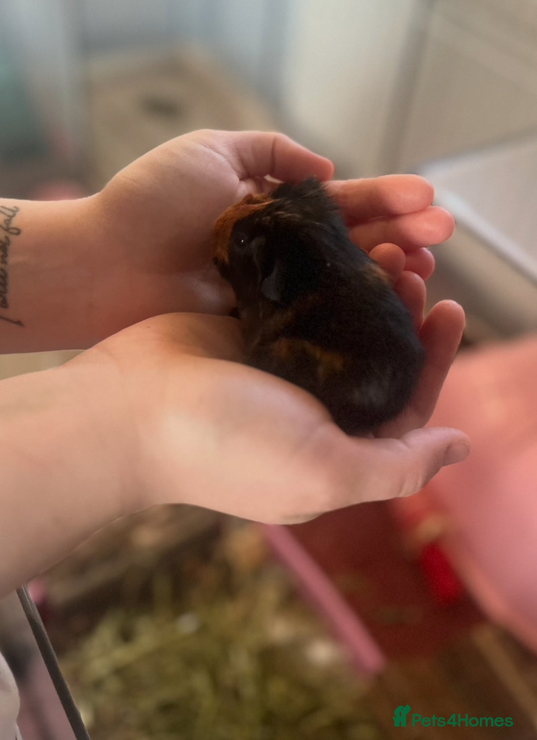 Guinea Pig rodents for sale: Male guinea pigs x3 - Advert 5