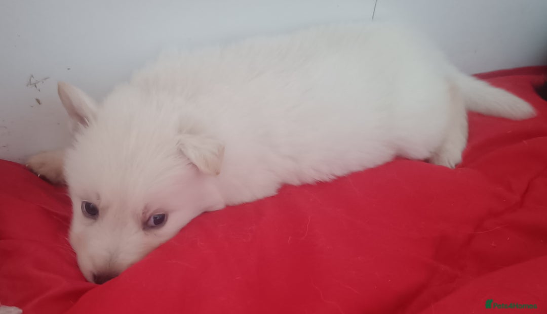 German Shepherd dogs for sale: German shepherd puppies 2boys/2girs  - Image 8