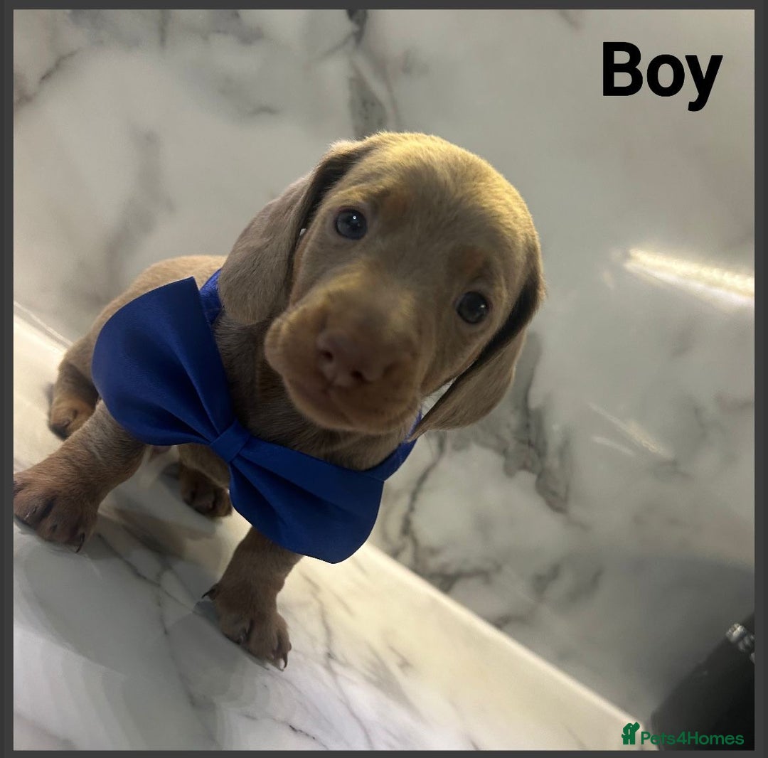 Dachshund dogs for sale: Dutch hound Puppys Miniature - Image 8