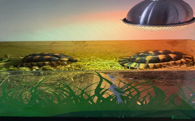 Tortoise reptiles - Advert 2