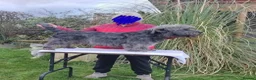 Glen of Imaal Terrier dogs for sale: Glen of Imaal Terrier Puppies  - Advert 4