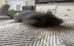 Mini Lion Lop rabbits for sale: Gorgeous Lion Mini lops - Image 9