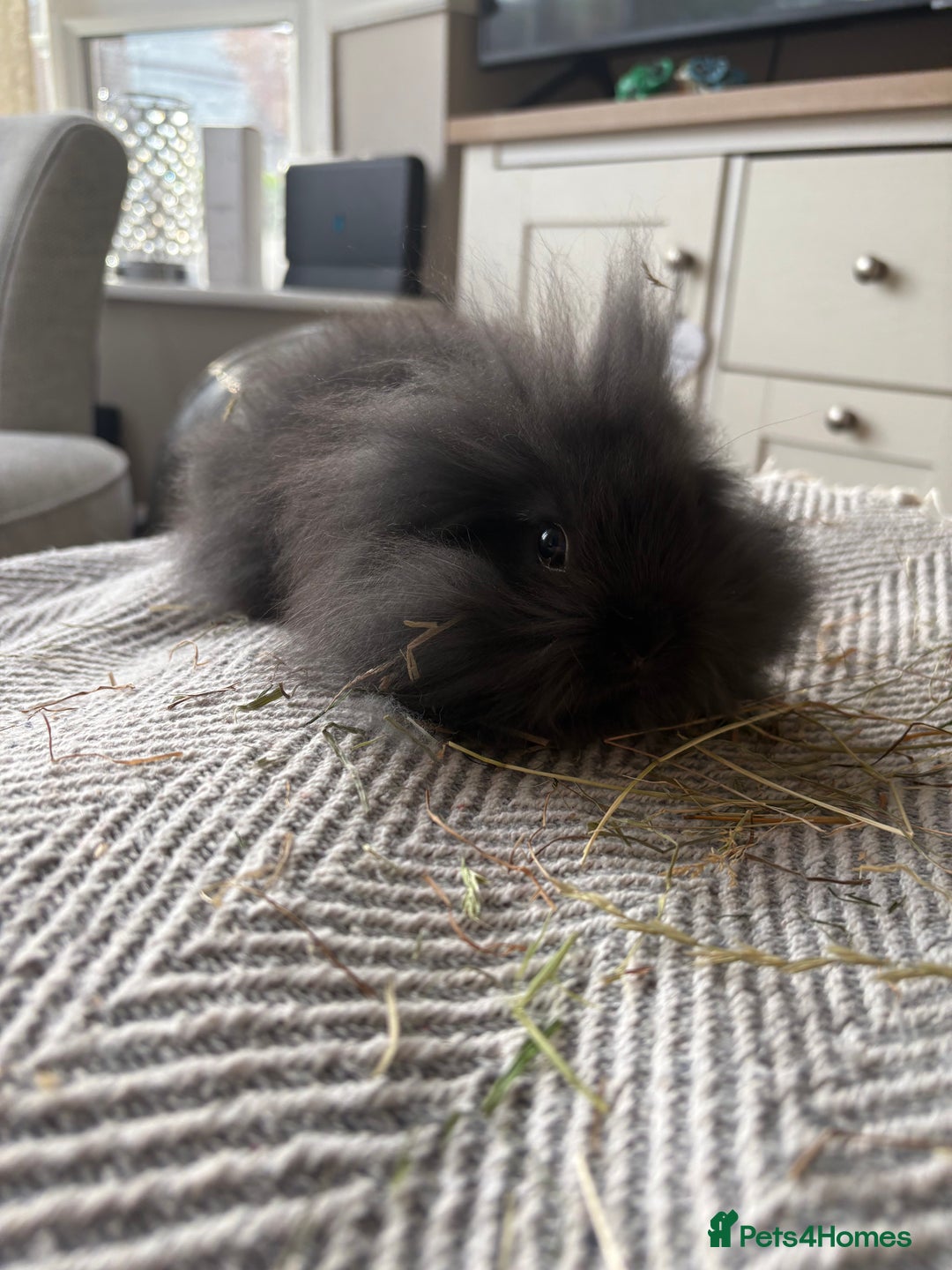 Mini Lion Lop rabbits for sale: Gorgeous Lion Mini lops - Image 9