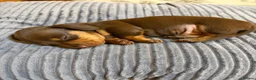 Miniature Dachshund dogs for sale: Miniature Dachshunds  in Thornhill - Advert 13