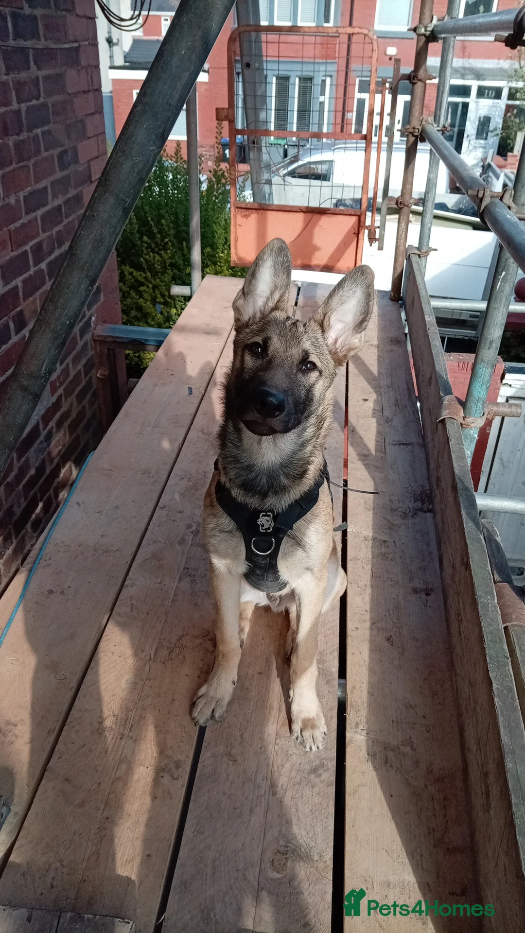 Saarloos Wolfdog dogs for sale: Lupo italiono in Thornton-Cleveleys - Advert 1