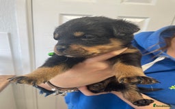 Rottweiler dogs for sale: Rottweiler puppies - Image 22