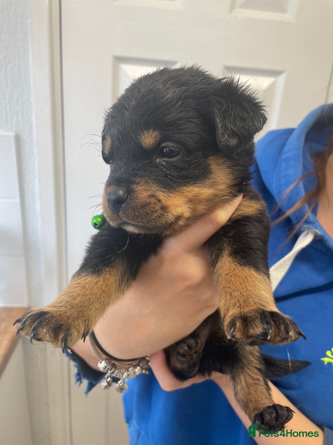 Rottweiler dogs for sale: Rottweiler puppies - Image 22