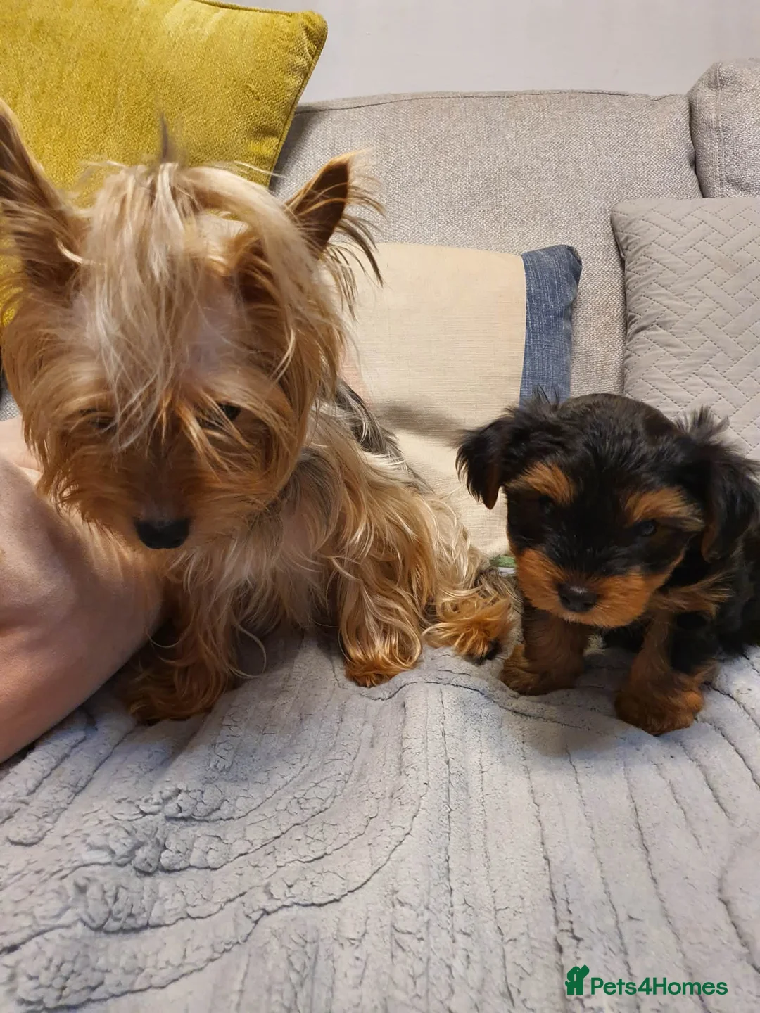 Yorkshire Terrier dogs for sale: 4 Yorkshire Terrier Puppies - Advert 2