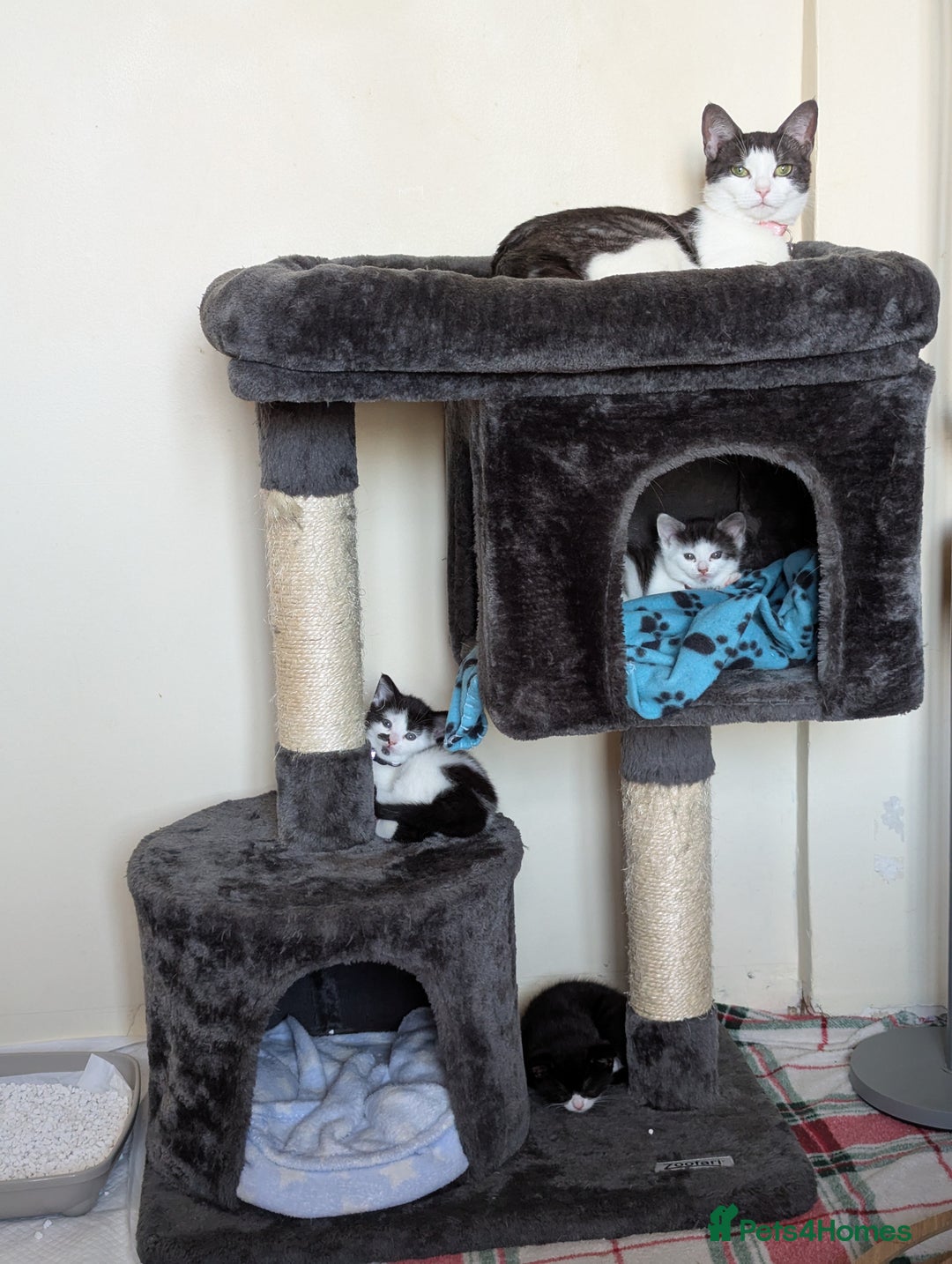 Domestic Shorthair cats for sale: Domestic Shorthair Female Kitten Available Now - Image 6