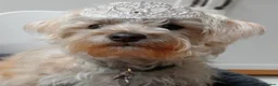 Mixed Breed dogs for sale: Possible puppies available-LOVING HOMES ONLY in Basildon - Advert 3