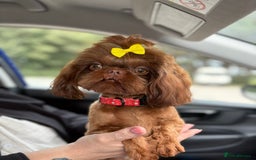 Shih Tzu dogs for sale: Beautiful litter of imperial Shihtzu for sale  - Advert 4