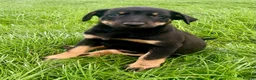 Mixed Breed dogs for sale: Gorgeous huntaway x collie pups in Abergele - Advert 7