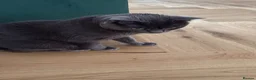 Russian Blue cats for sale: Rehoming russian blue female - Advert 4