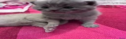 British Shorthair cats for sale: British Short Hair Kittens - Advert 5