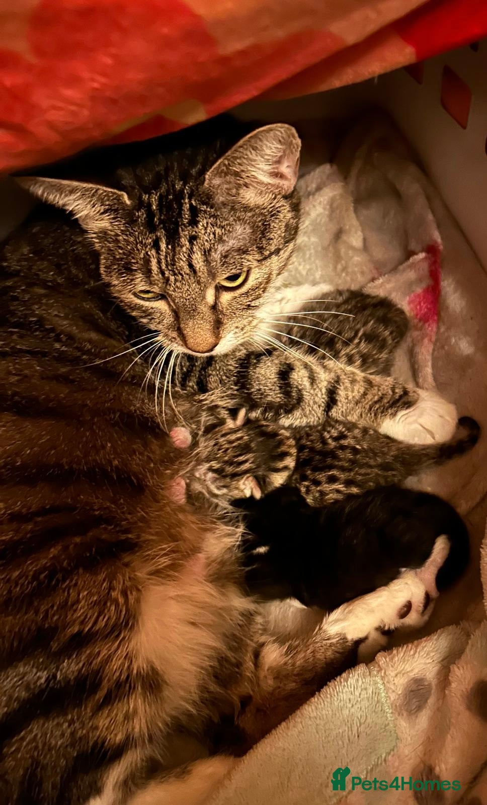 Mixed Breed cats Beautiful tabby half bengal kittens  - Advert 2