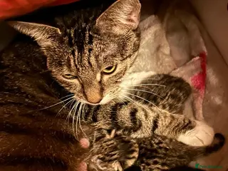 Mixed Breed cats Beautiful tabby half bengal kittens - Advert 2