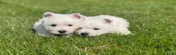 West Highland Terrier dogs for sale: Royal kennel club registered west highland white  - Advert 23