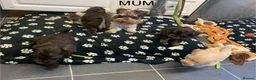 Schnoodle dogs for sale: GORGEOUS SCHNOODLES  - Advert 21