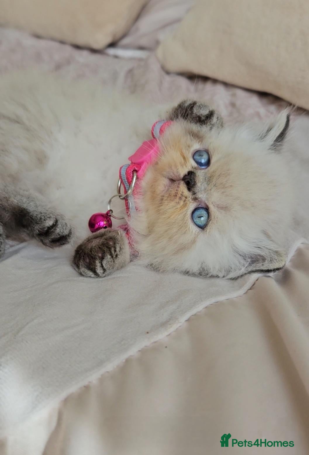 Persian cats Stunning Top Quality Persian Kittens  - Advert 15