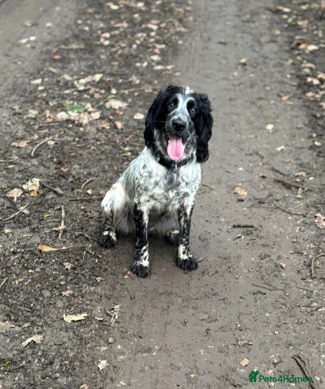 Cockapoo dogs for sale: Cockapoos looking for forever homes - Advert 36
