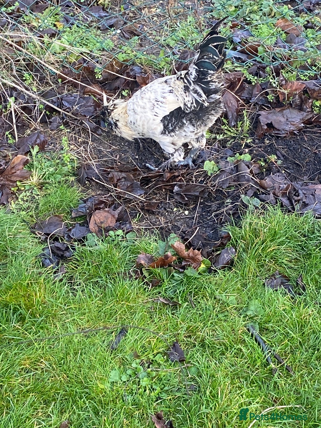 Chickens poultry for sale: Male chicken for sale - Advert 2