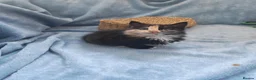 Mixed Breed cats for sale: Beautiful Kittens Videos in Barnsley - Advert 22