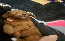 Cavapoo dogs for sale: 7 gorgeous F1b Cavapoo Puppies (4 girls & 3 boys)  - Image 21