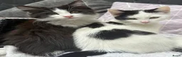 Domestic Shorthair cats for sale: Kittens x5 in Goole - Advert 5
