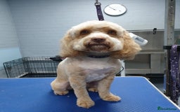 Cockapoo dogs for stud: Thundi - Image 5