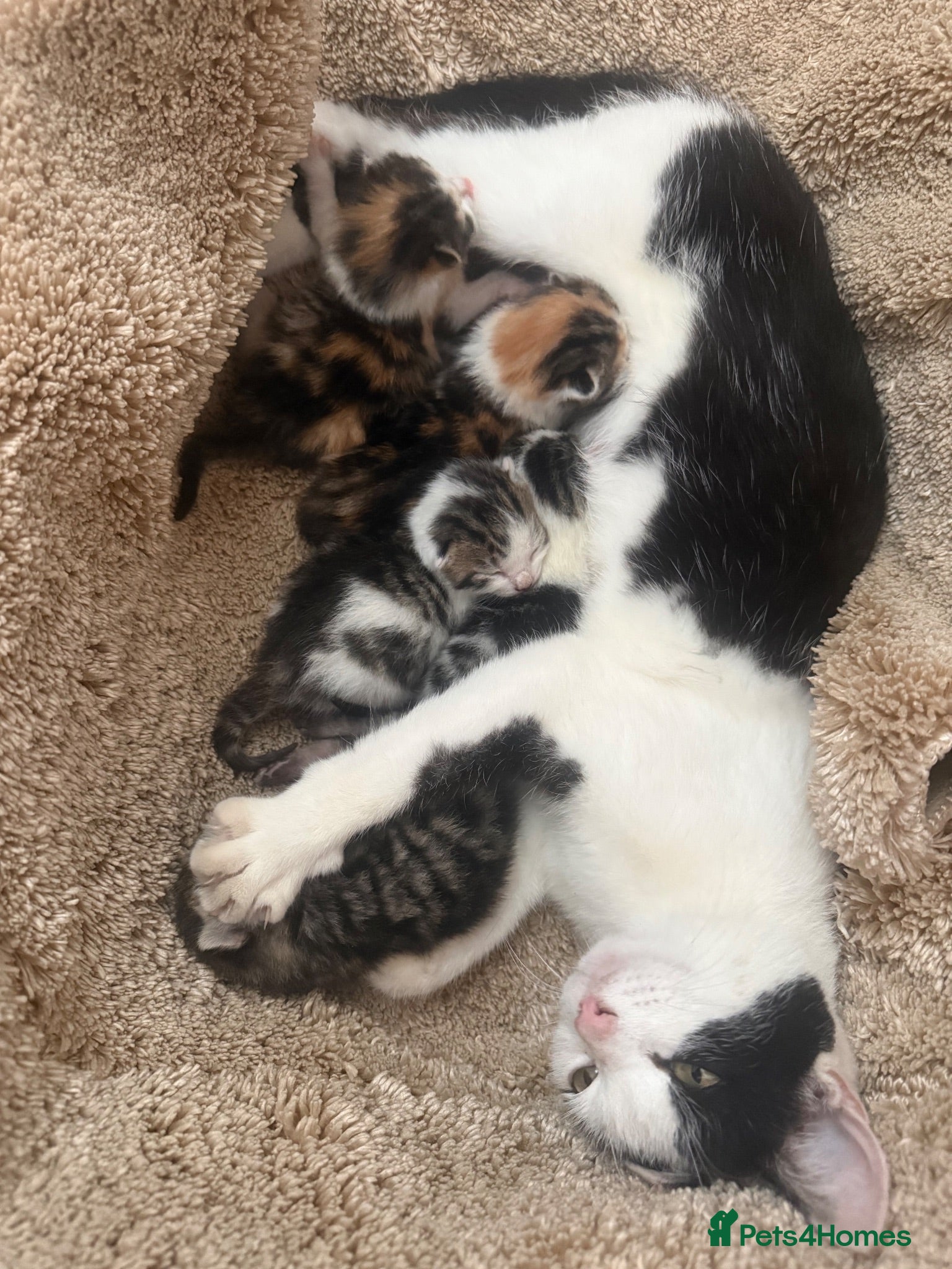 Domestic Shorthair cats 5 beautiful kittens for sale  - Advert 3
