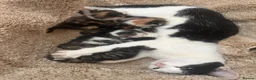 Domestic Shorthair cats for sale: 5 beautiful kittens for sale  in Cobham - Advert 1