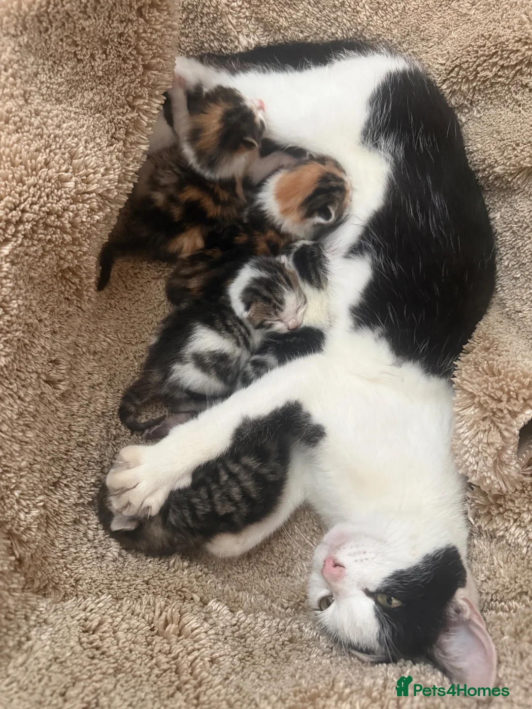 Domestic Shorthair cats for sale: 5 beautiful kittens for sale  in Cobham - Advert 1