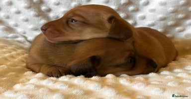 Miniature Dachshund dogs - Advert 14