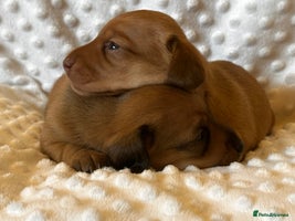 Miniature Dachshund dogs - Advert 10