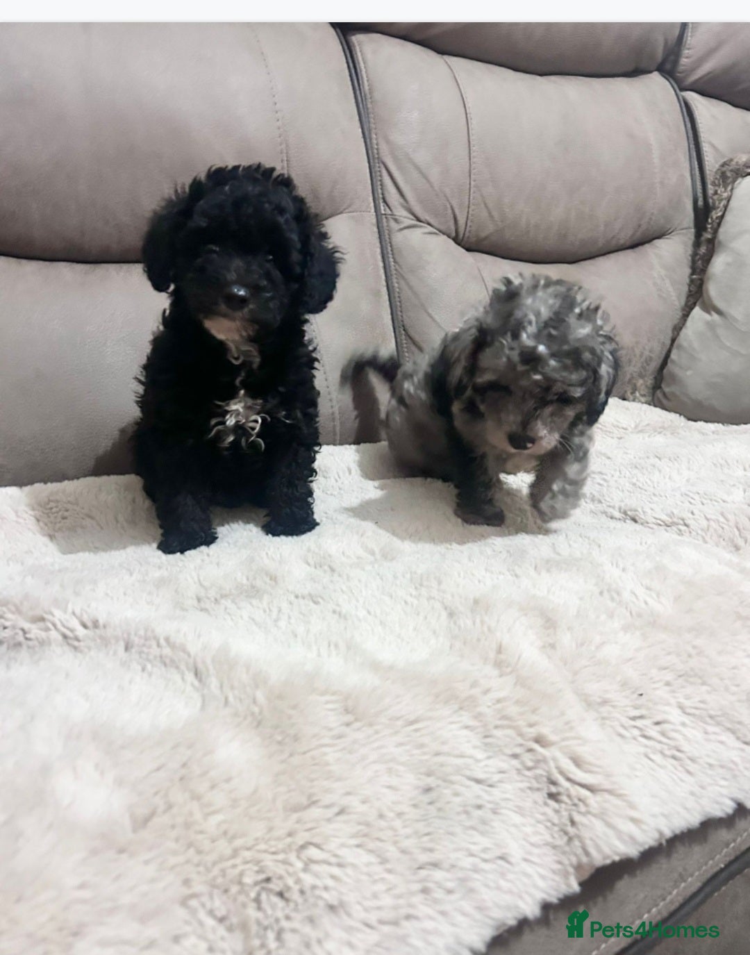 Toy Poodle dogs for sale: Merle toy poodle puppys available now  - Image 11