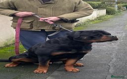 Rottweiler dogs for stud: Stunning KC registered fully health tested male   in Burnley - Image 7