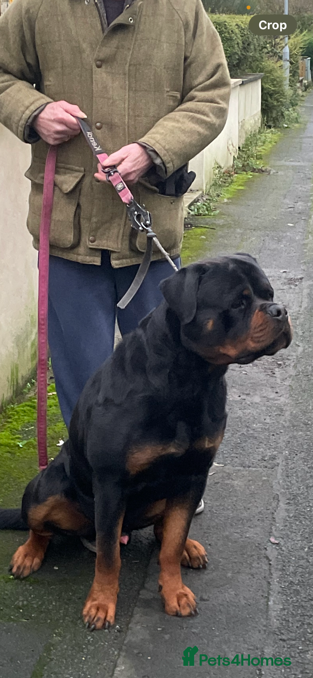 Rottweiler dogs for stud: Stunning KC registered fully health tested male   in Burnley - Image 7