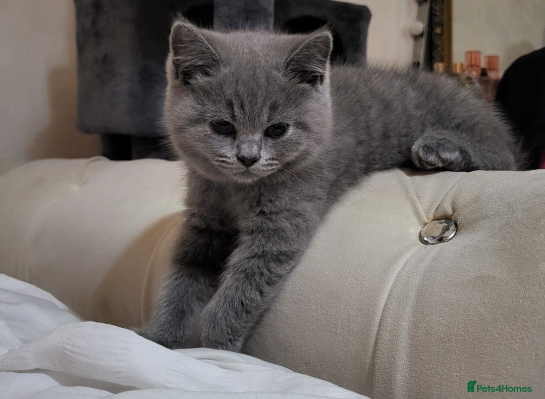 British Shorthair cats for sale: Pure Grey British short hair kittens  - Image 1