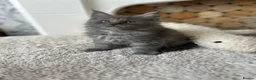 Maine Coon cats for sale: Maine coones kittens (tabby and smokes) - Advert 10